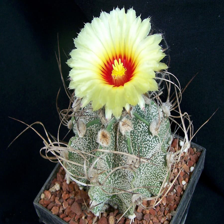 Astrophytum capricorne