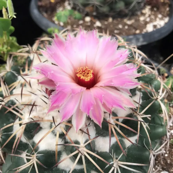 Coryphantha elephantidens MZ 592