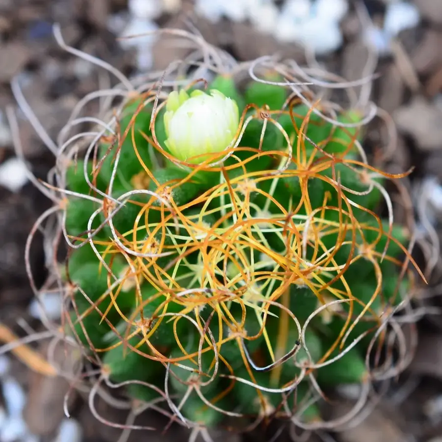Mammillaria decipiens subs. camptotricha cv. marnier-lapostollei