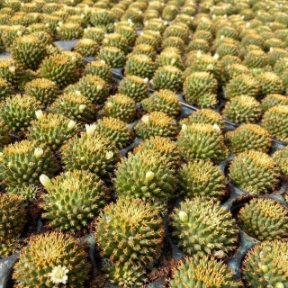 Dolichothele camptotricha cv. BRU forma brevispina cv. Kotoito-maru, ganz selten !!!