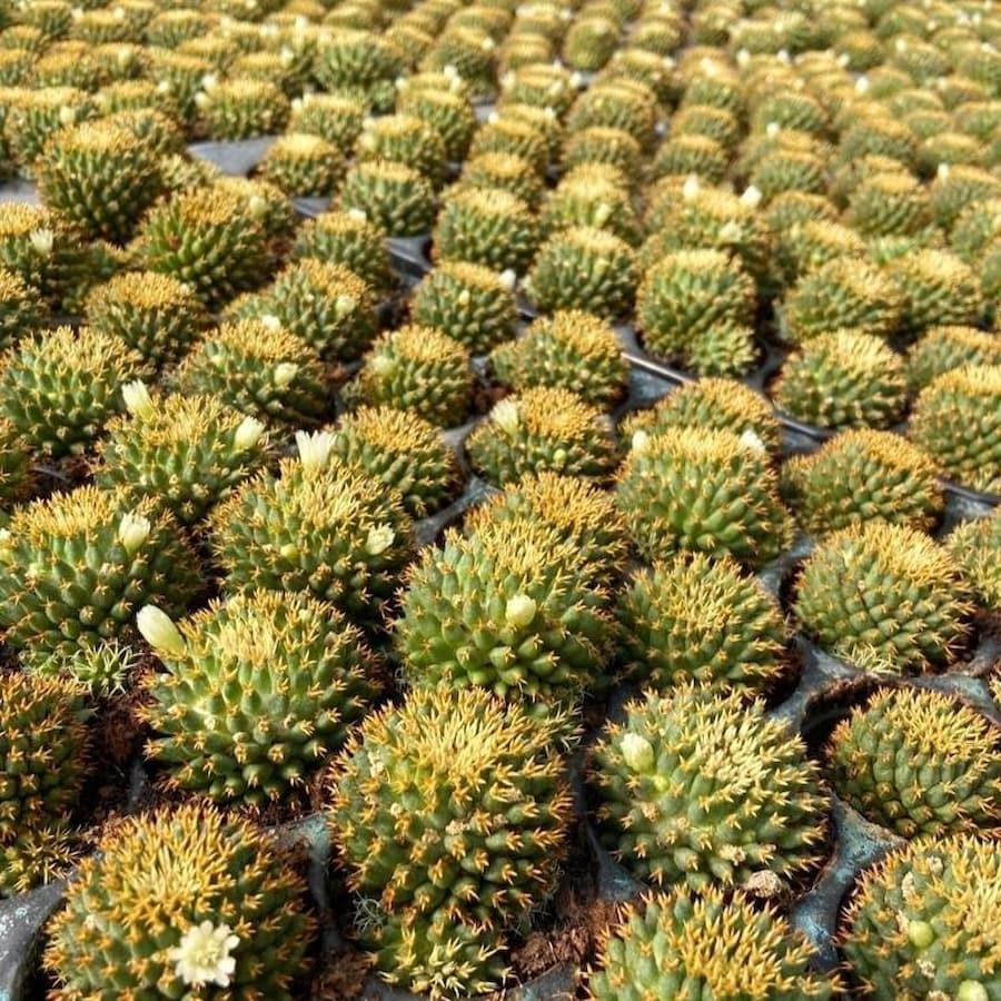 Dolichothele camptotricha cv. BRU forma brevispina cv. Kotoito-maru, ganz selten !!!