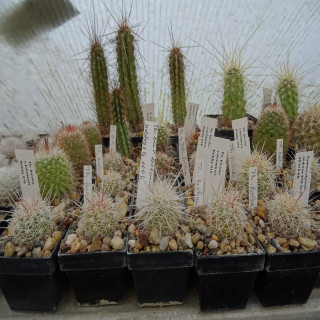 Thelocactus bicolor var. bolaensis