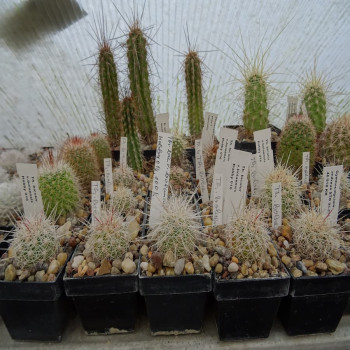 Thelocactus bicolor var. bolaensis