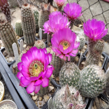 Echinocereus reichenbachii ssp.perbellus JRT 302, wh