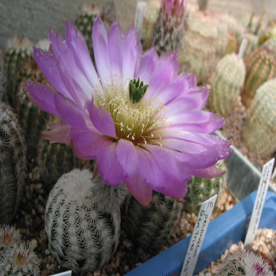 Echinocereus reichenbachii, wh