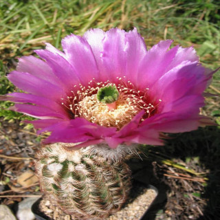 Echinocereus reichenbachii SB 941, wh
