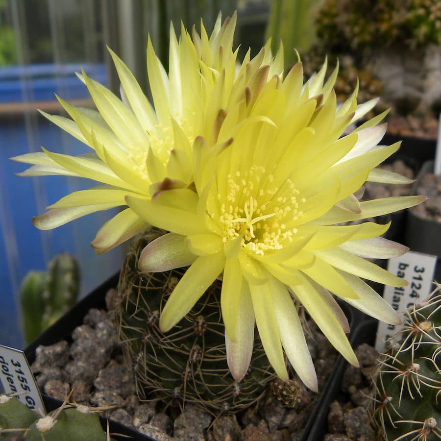 Gymnocalycium andreae var. fechseri