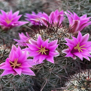 Mammillaria  mazatlanensis ML 4250