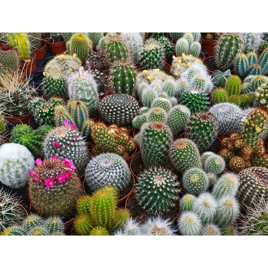 Kakteen Mix