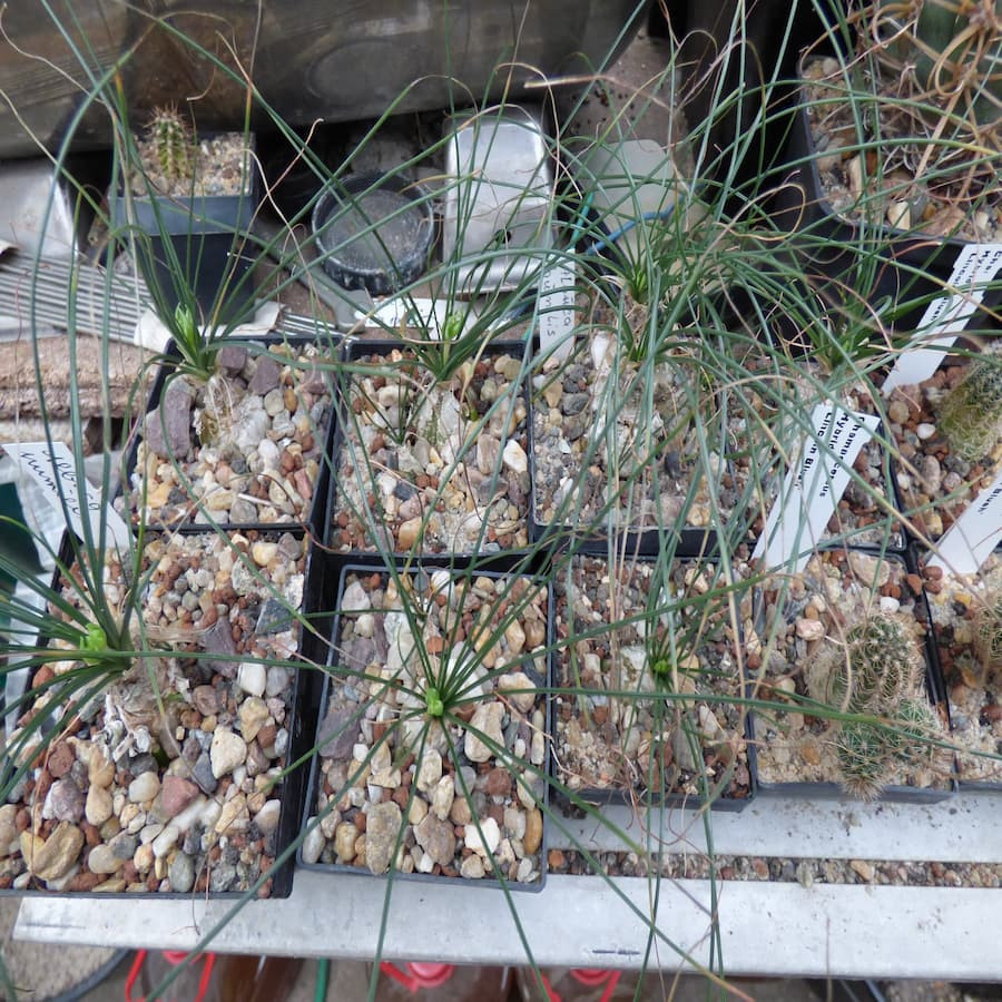 Albuca humilis, eine ausgefallene Zwiebelpflanze !