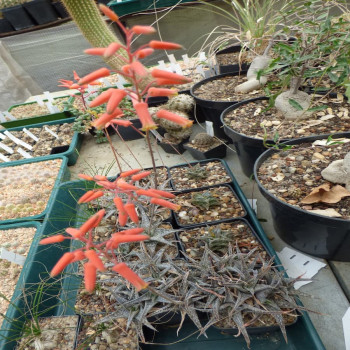 Aloe descoingsii, eine ganz seltene, Minialoe aus Madagaskar