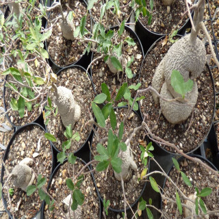 Fockea edulis , ganz seltene Caudexpflanzen , etwas kleinere !!!