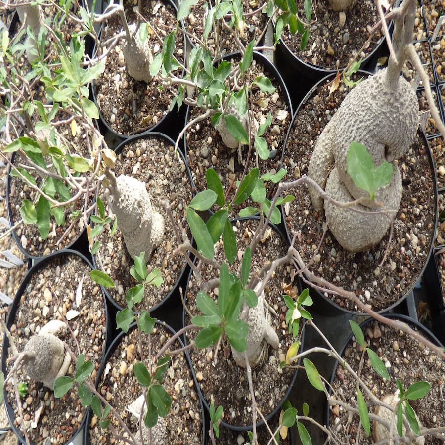 Fockea edulis , ganz seltene Caudexpflanzen , große Pflanzen !!!