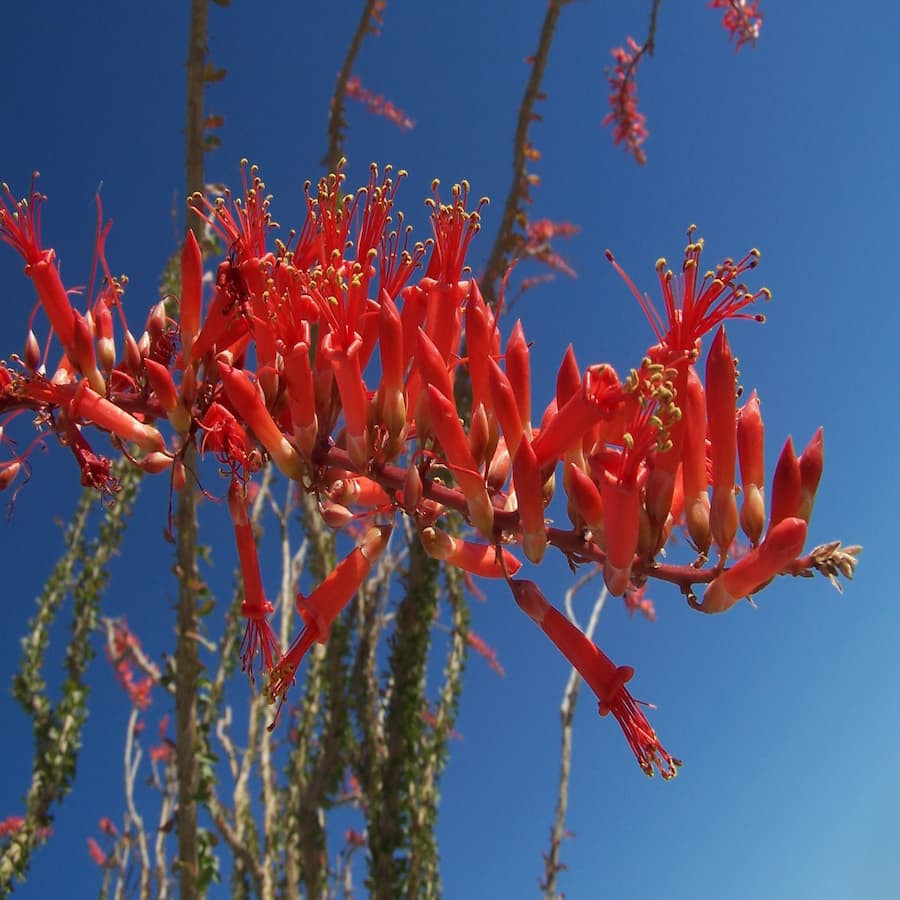 Fouquieria splendens ( „Ocotillo“)  Eine ganz selten angebotene Pflanze