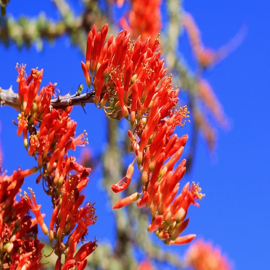 Fouquieria splendens ( „Ocotillo“)  Eine ganz selten angebotene Pflanze