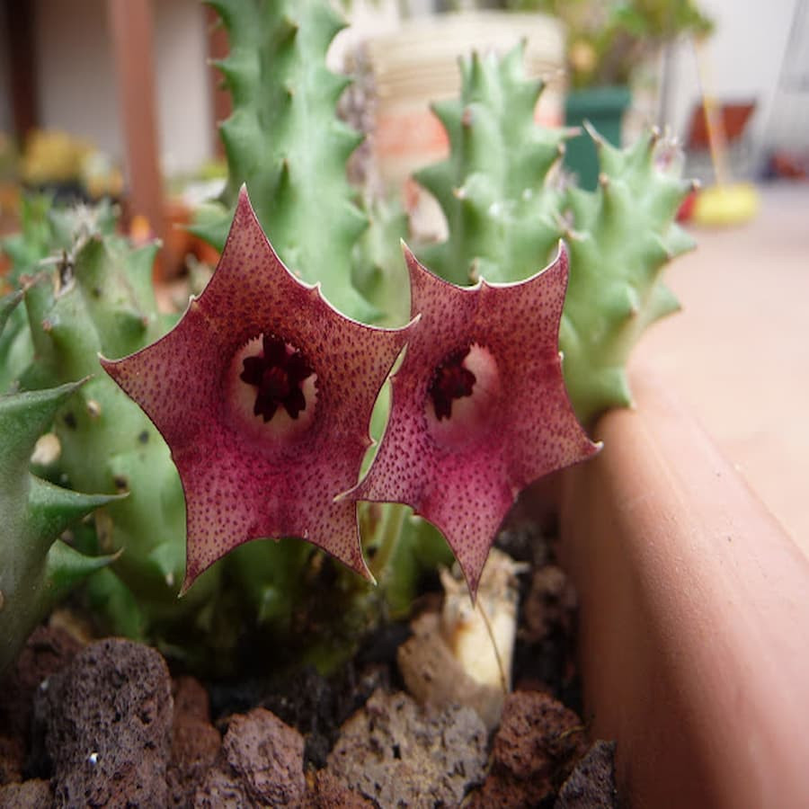 Huernia keniensis