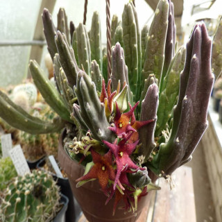 Stapelia rufa