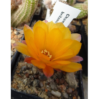 Chameacereus Lincoln Brillance