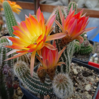 Rügens Mittsommer=3(CH2)