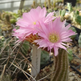 Lincoln Paradiese=2(CH2)