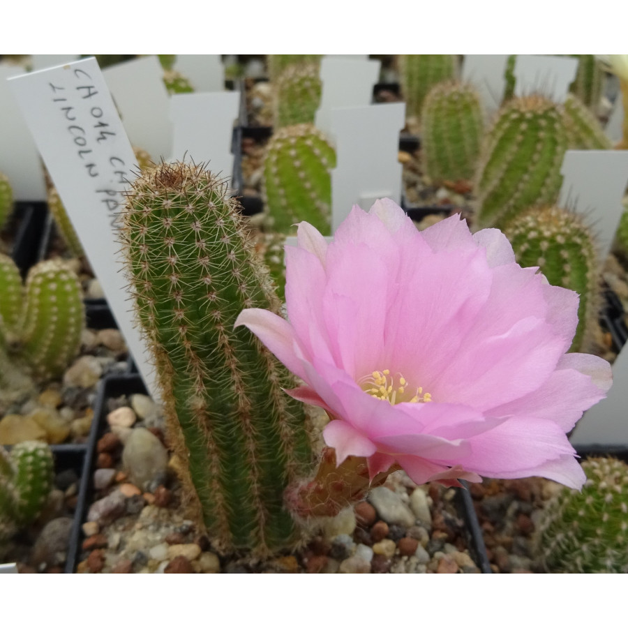 Lincoln Paradiese=2(CH2)