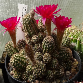 Brandenburg 4 =3(CH3)