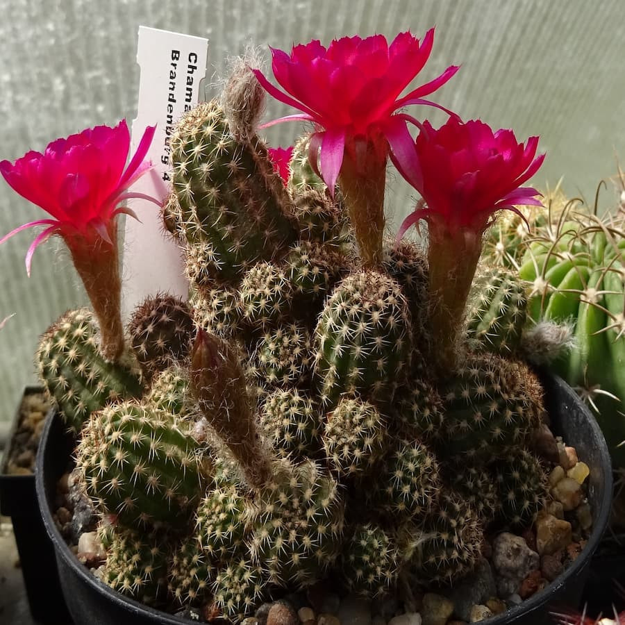 Brandenburg 4 =3(CH3)