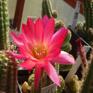 Neue Farbe El Gigante ??? 4.6.202….=1(CH4)