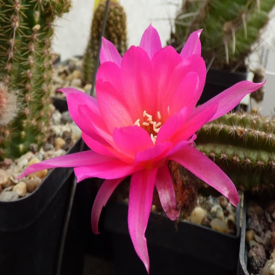 New Dimension=3(CH4)