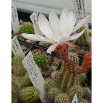 weis rosa neu 022=3(CH3)