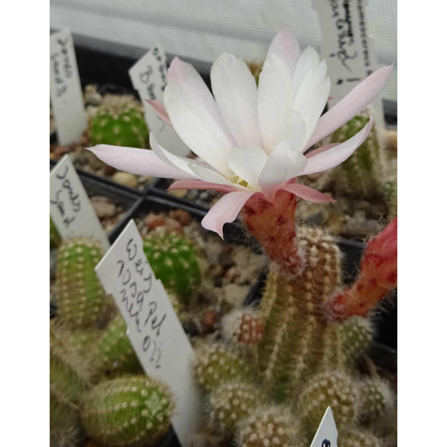 weis rosa neu 022=3(CH3)