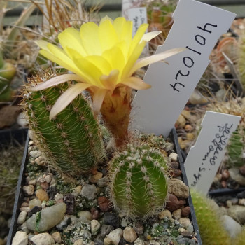 40/024 hell gelb helle Septhalen ,rechts=1(CH4)