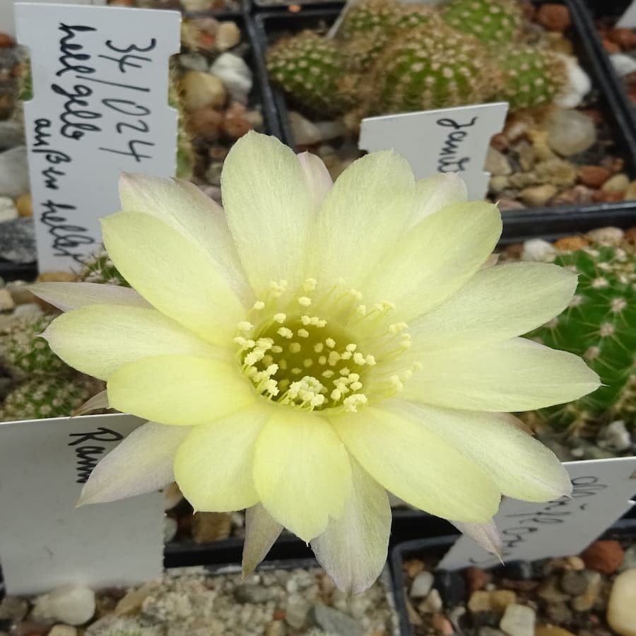 34/024 hellgelb außen=1(CH5)