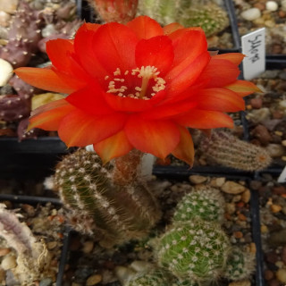 26/024 orange wie 25 eigene=1(CH5)