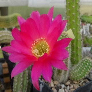 2.5.25Tiger Nachz.=1(CH5)