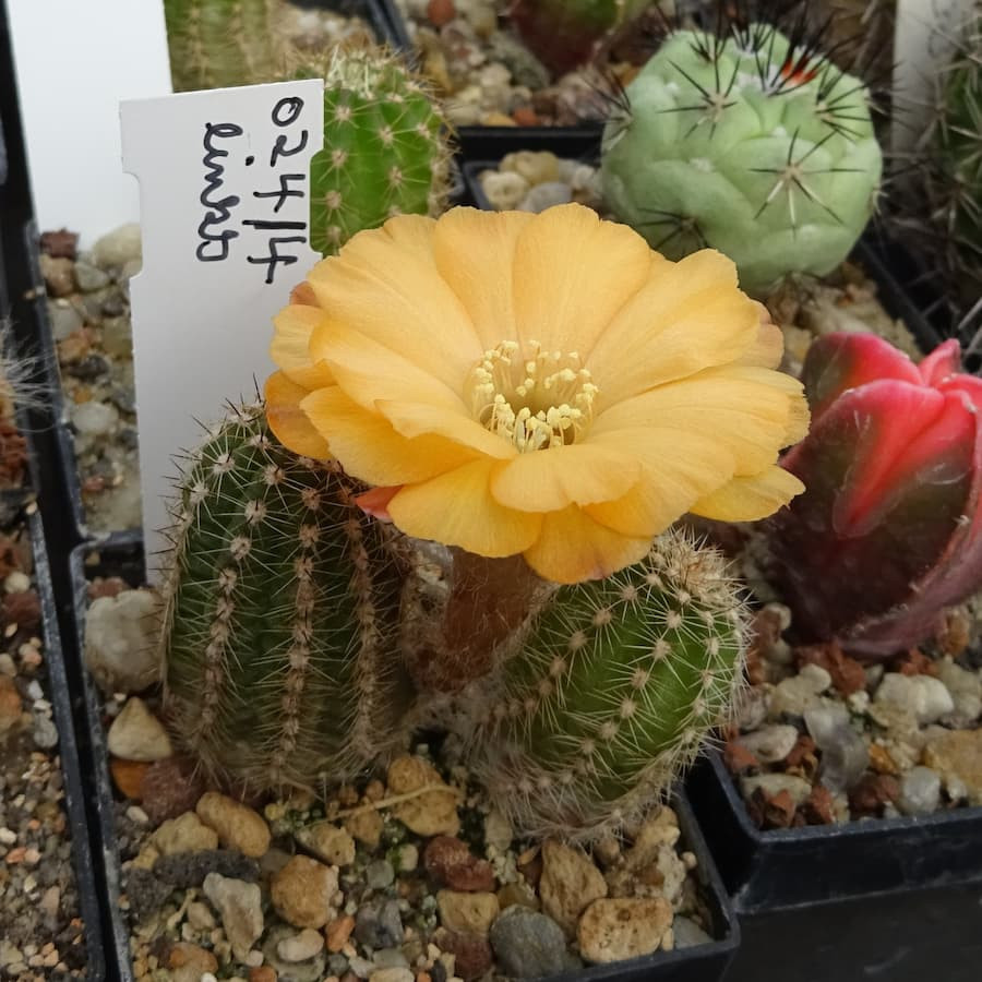 024/4 links runde Bl.gelborange=1(CH5)