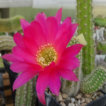 Nachz.Tiger purpur Tiger 3.5.25 rechts=1(CH5)