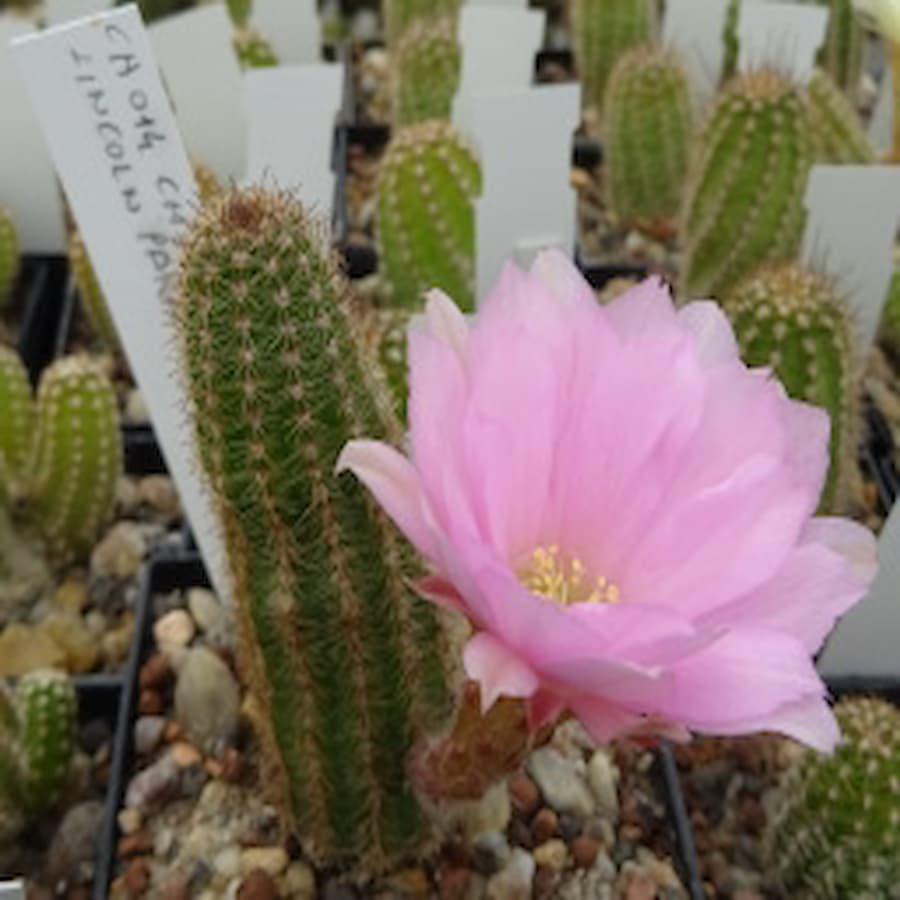 Lincoln Paradiese nicht gez.=4(CH8)