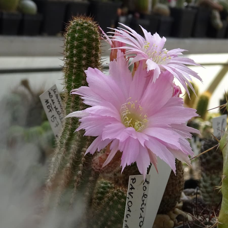 Lincoln Paradiese gez.=2(CH8)