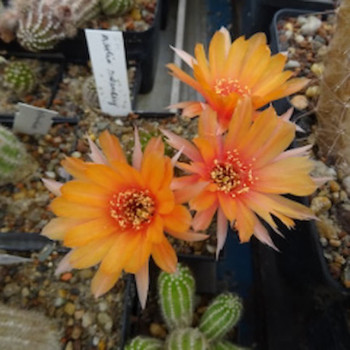 Merlin Swencey=2(CH8)