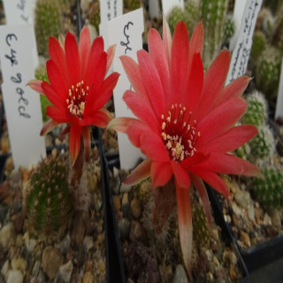 Eye Gold=2(CH8) Zustand ???