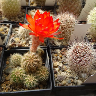 Rot orange Firecracker23.6=1(CH9)