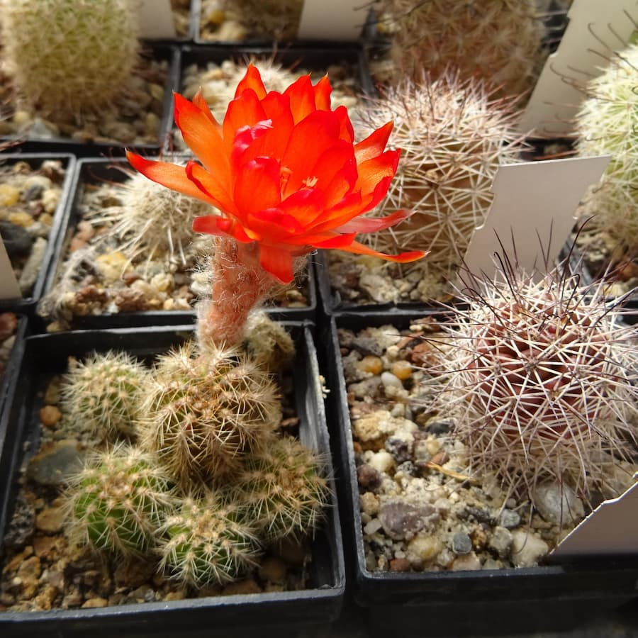 Rot orange Firecracker23.6=1(CH9)