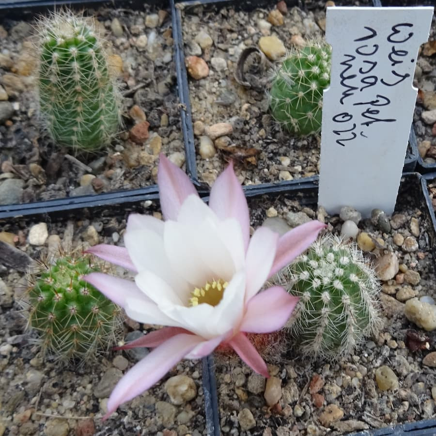 Weis leicht rosa 27.6.25=1(CH9)